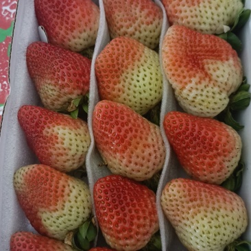 云南草莓