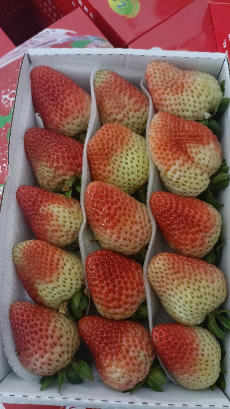 云南草莓