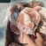 肥猪多肉扇子骨