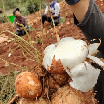 豆薯