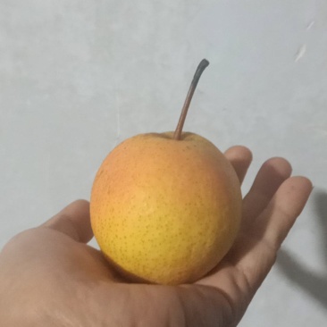 南果梨
