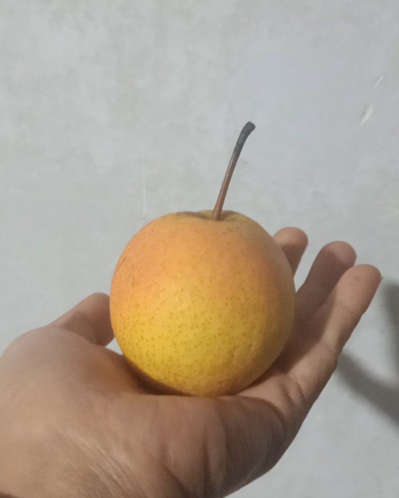 南果梨