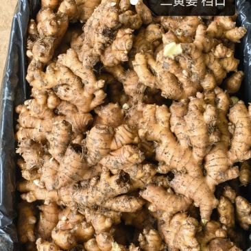 姜