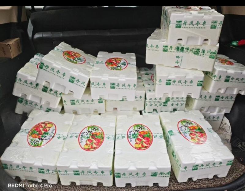 丹凤冬枣