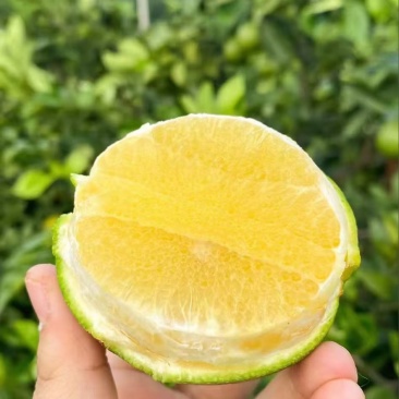 正宗云南青皮冰糖橙，皮薄肉厚味甜多汁