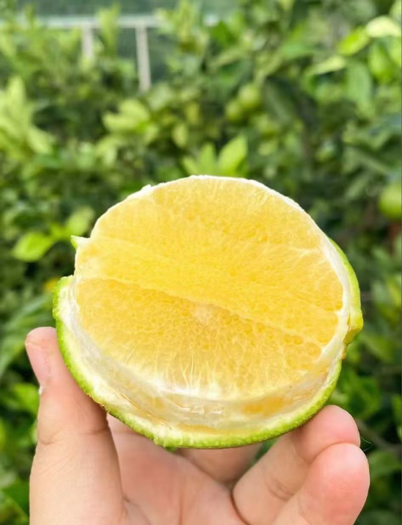正宗云南青皮冰糖橙，皮薄肉厚味甜多汁
