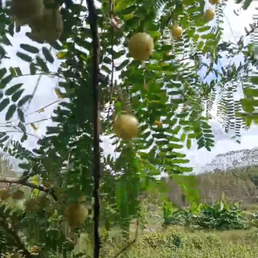油甘果