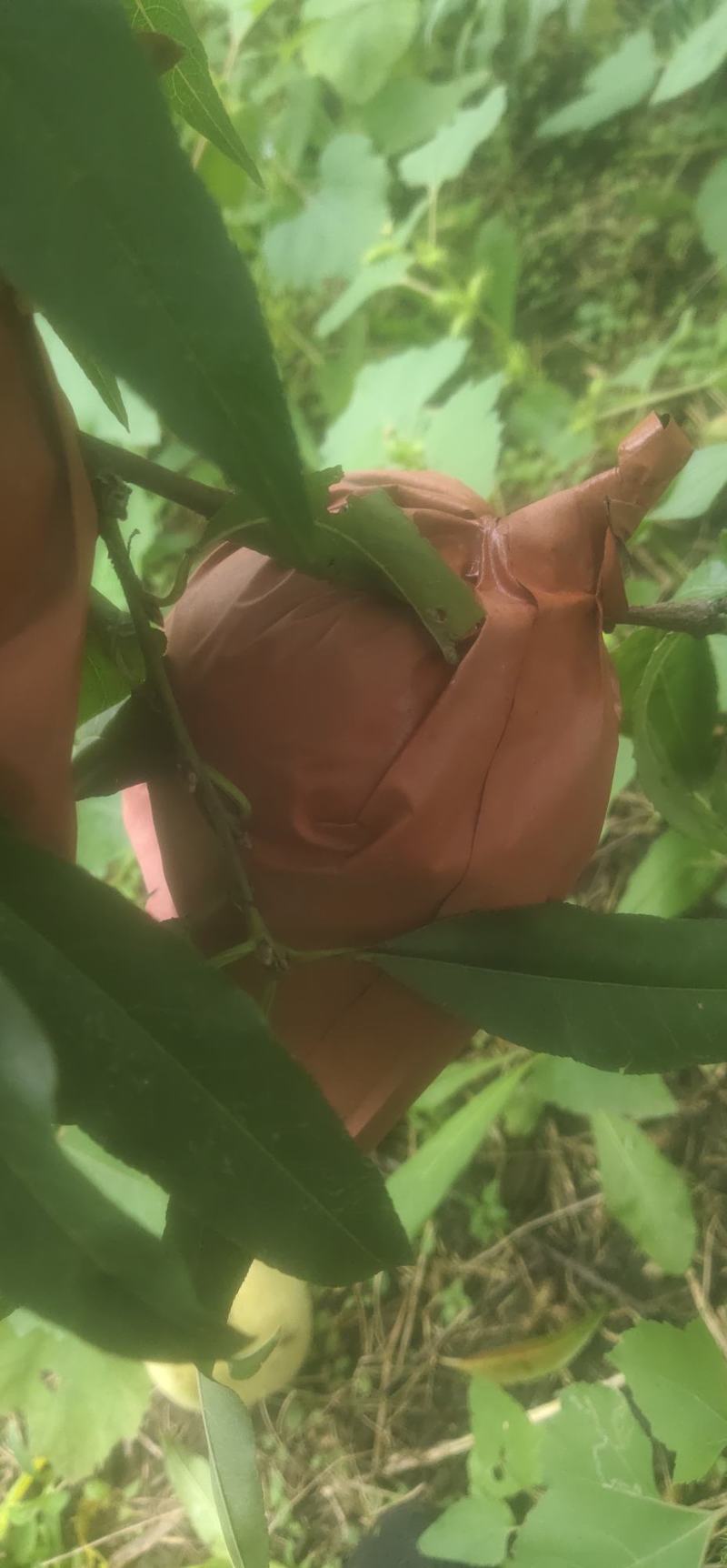 冬桃