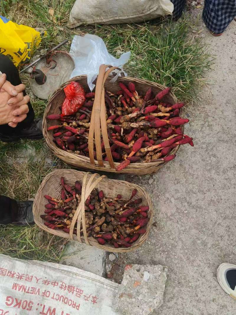 野生回春草