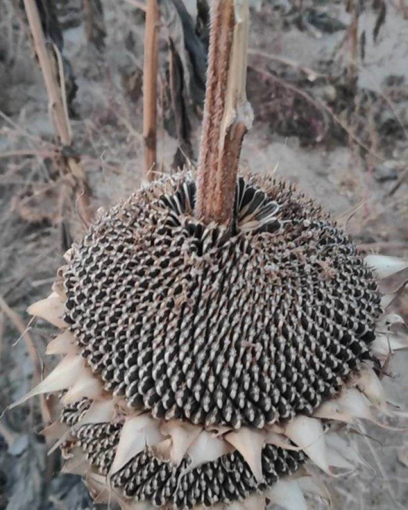 新疆363生瓜子，产地一手货源，量大优惠，欢迎合作