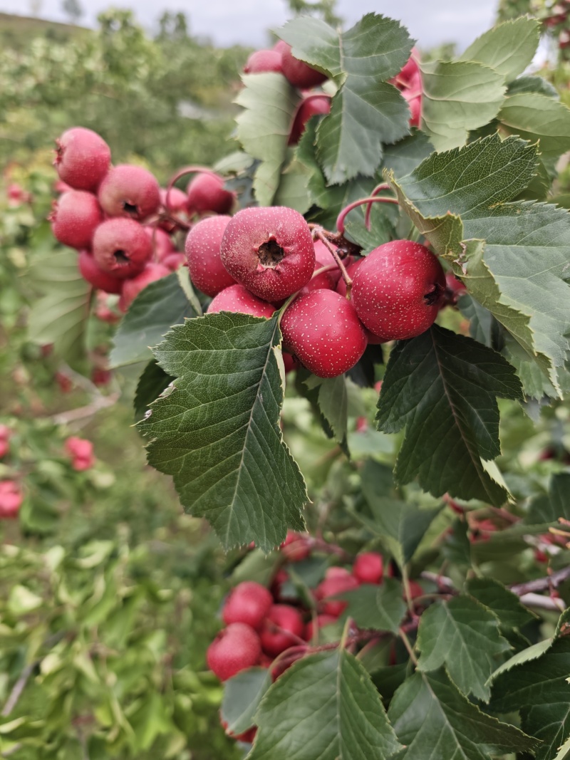 大金星山楂
