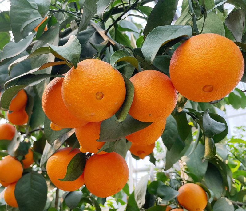 38号爱媛果冻橙