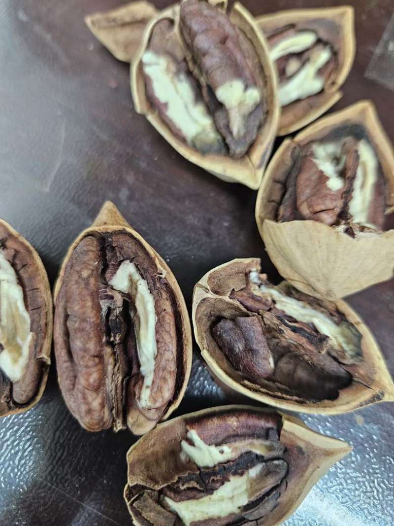 碧根果大货批发电商一件代发