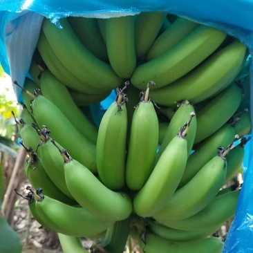 精品香蕉产地批发