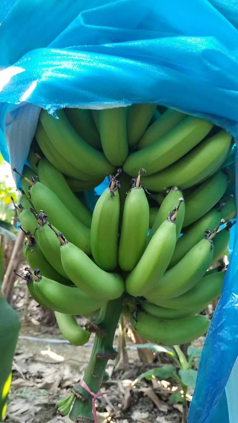 精品香蕉产地批发