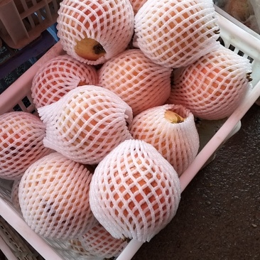 河阴软籽石榴