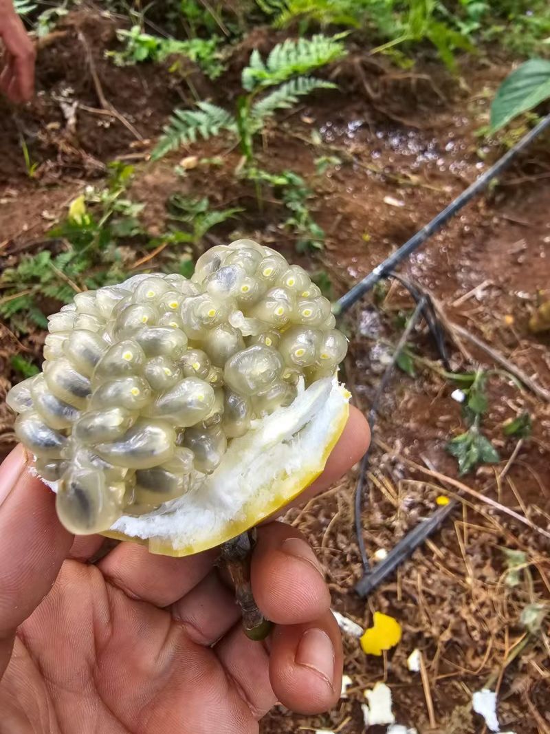 哥伦比亚热情果