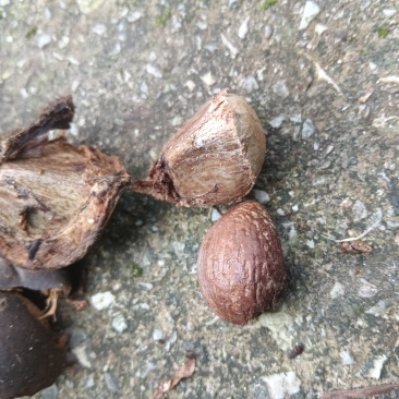 油桐籽（干货）颗粒饱满，无质质