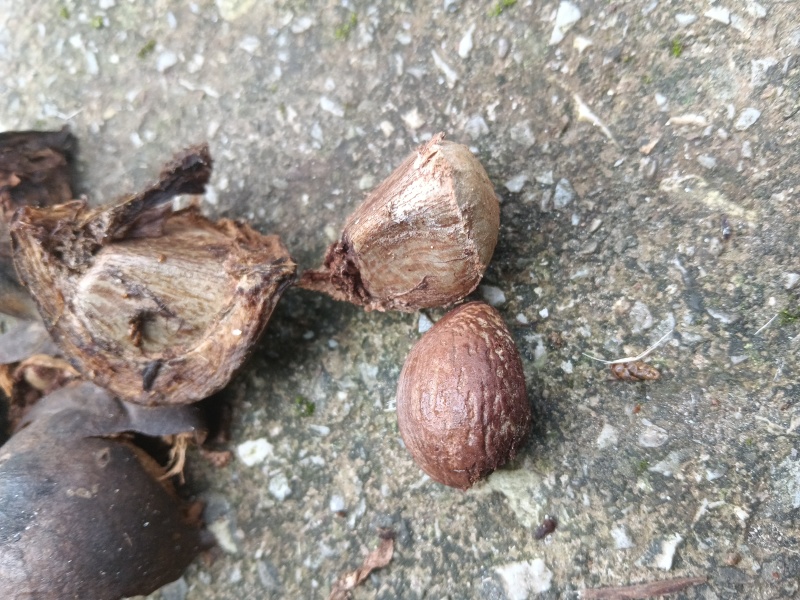 油桐籽（干货）颗粒饱满，无质质