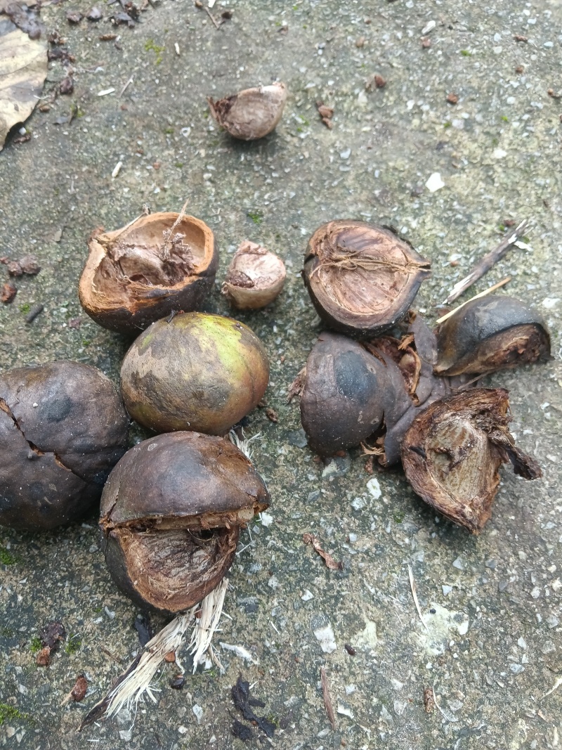 油桐籽（干货）颗粒饱满，无质质