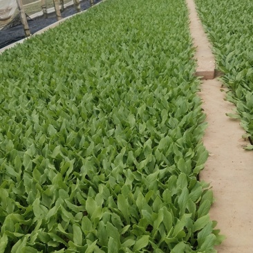 云南各种蔬菜苗如油麦菜苗，意大利，鸡窝菜苗等。