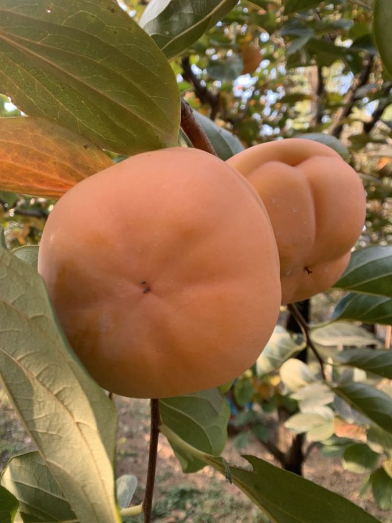 太行磨盘柿子基地