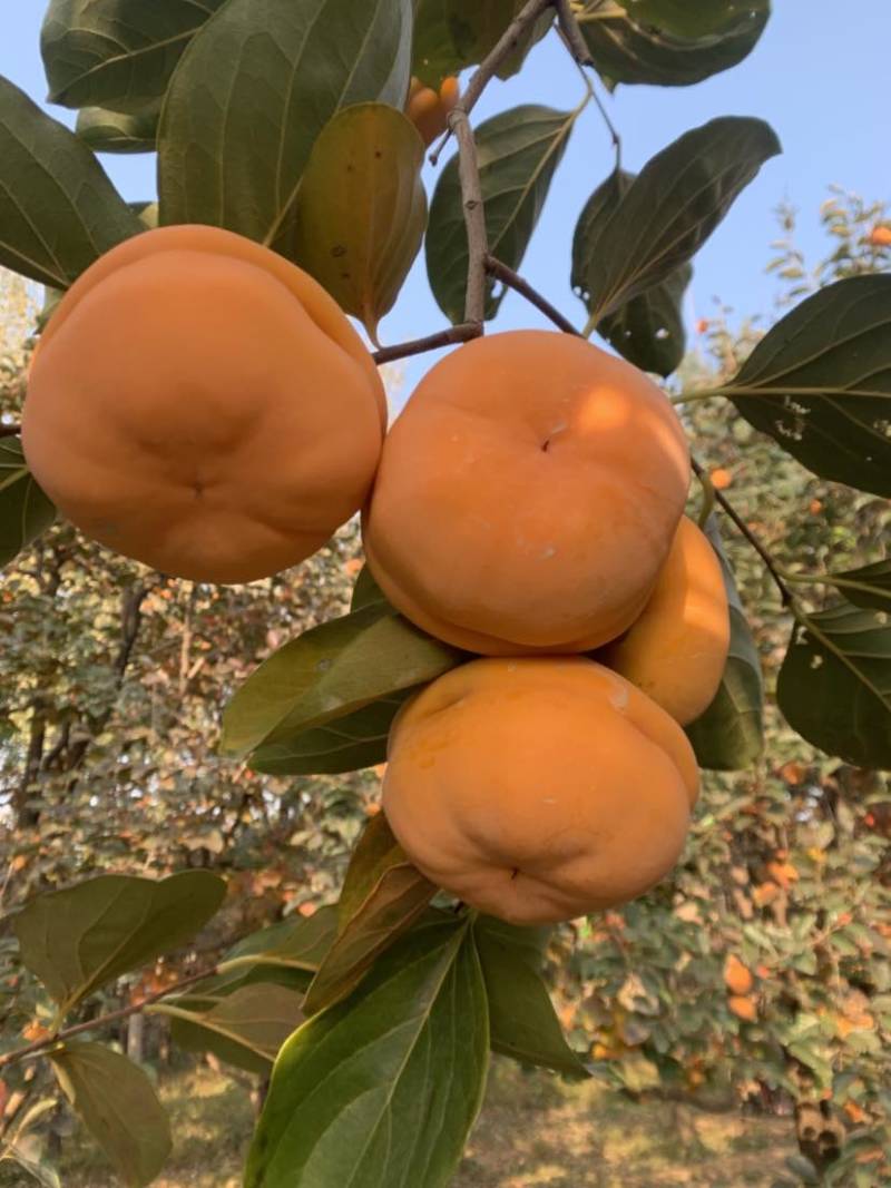太行磨盘柿子基地