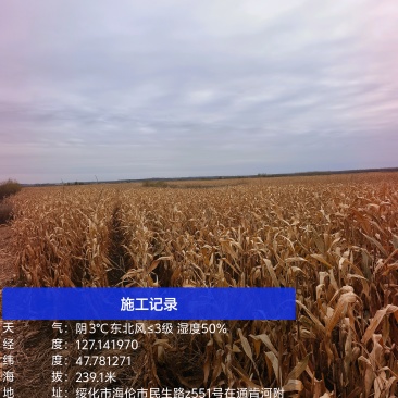 黑龙江省海伦市玉米潮粮