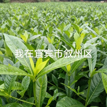 高产水栀子苗亩产越万