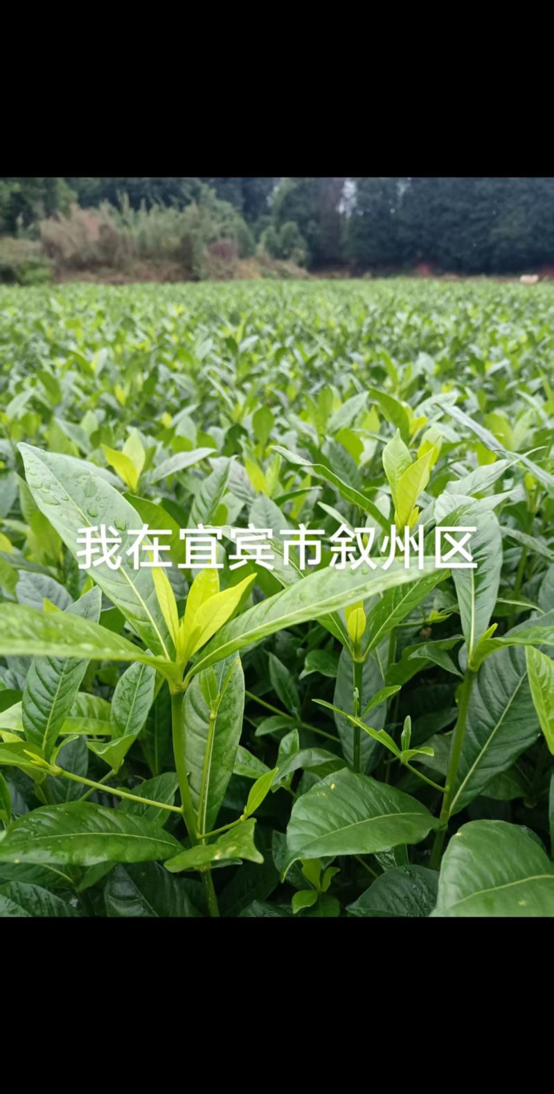 高产水栀子苗亩产越万