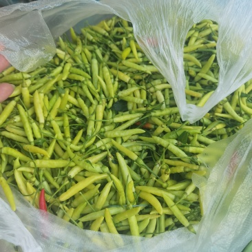 临沧老品种小米辣