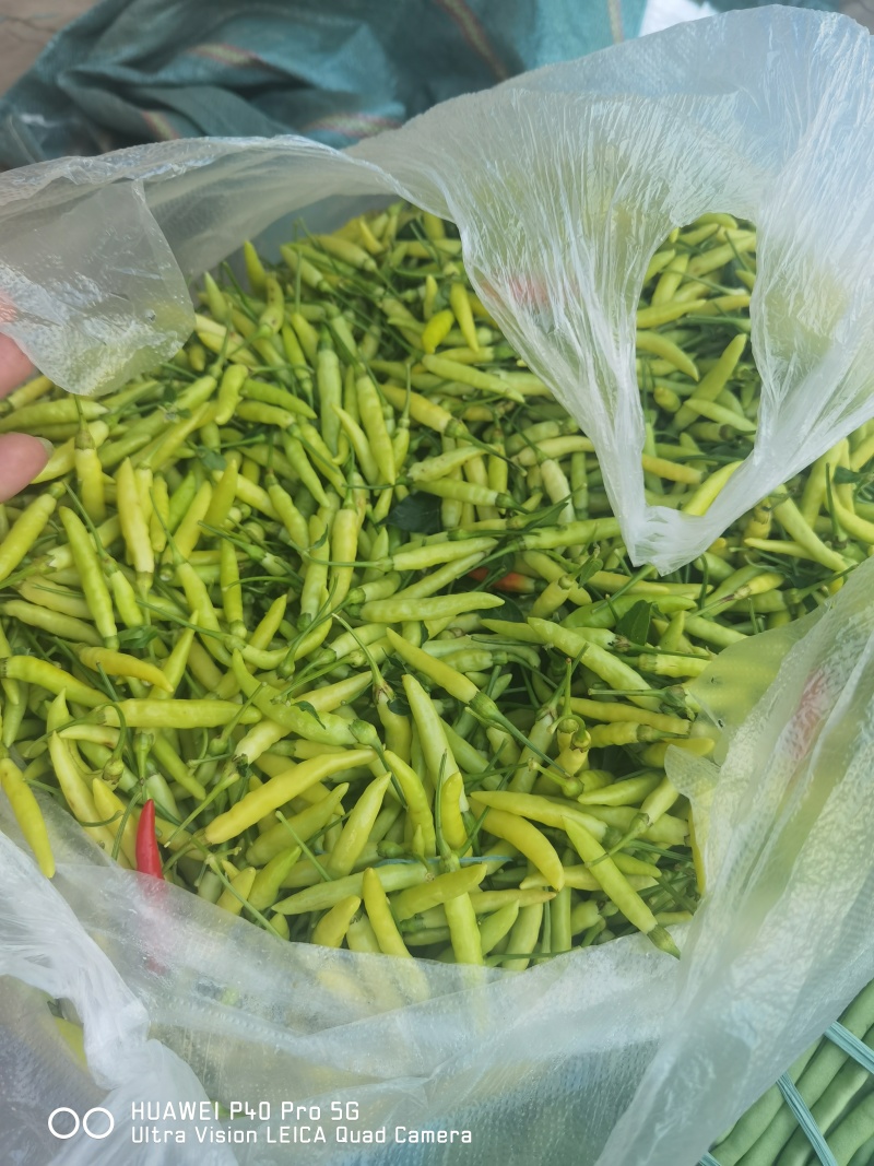 临沧老品种小米辣