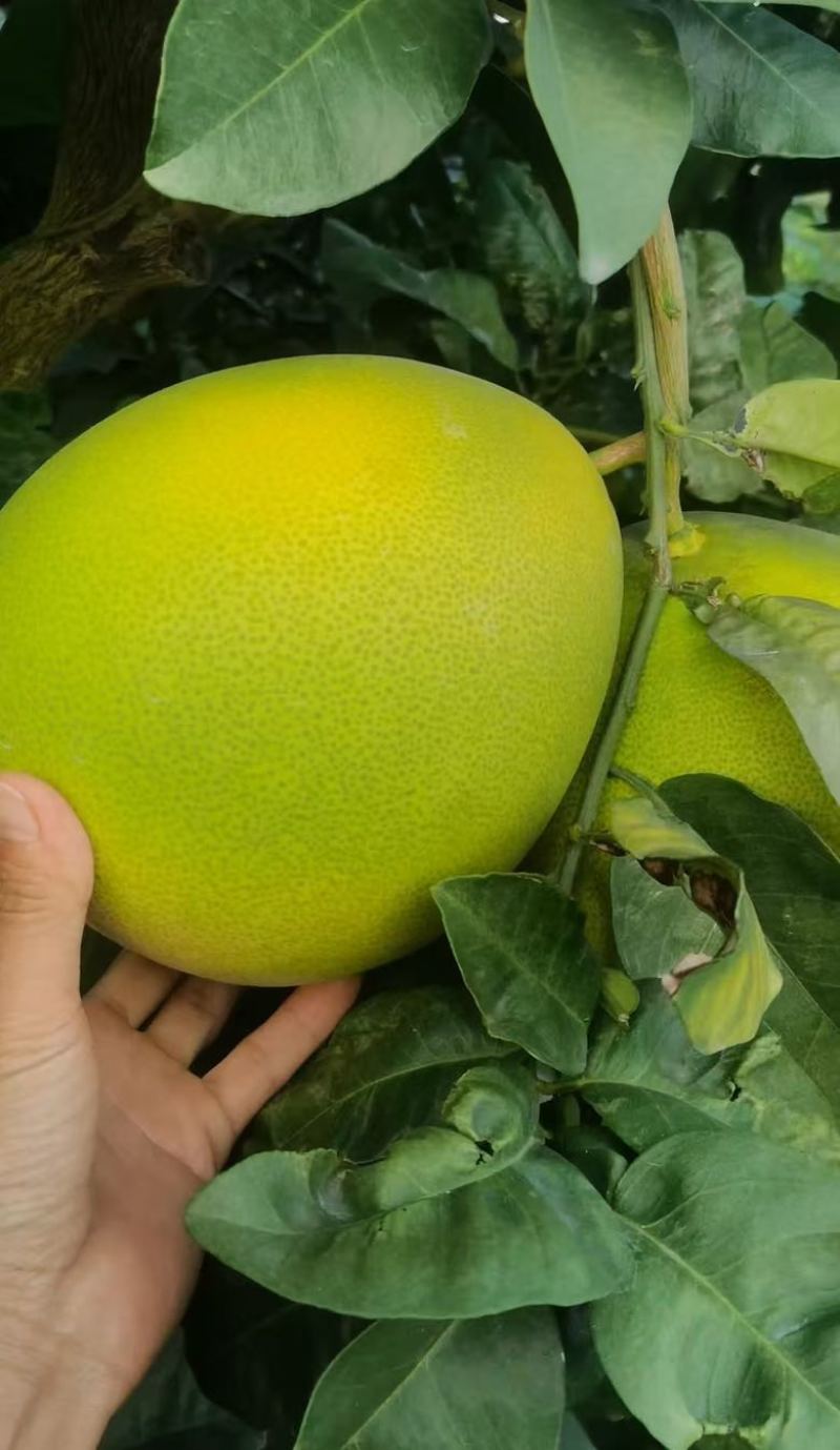 红心柚