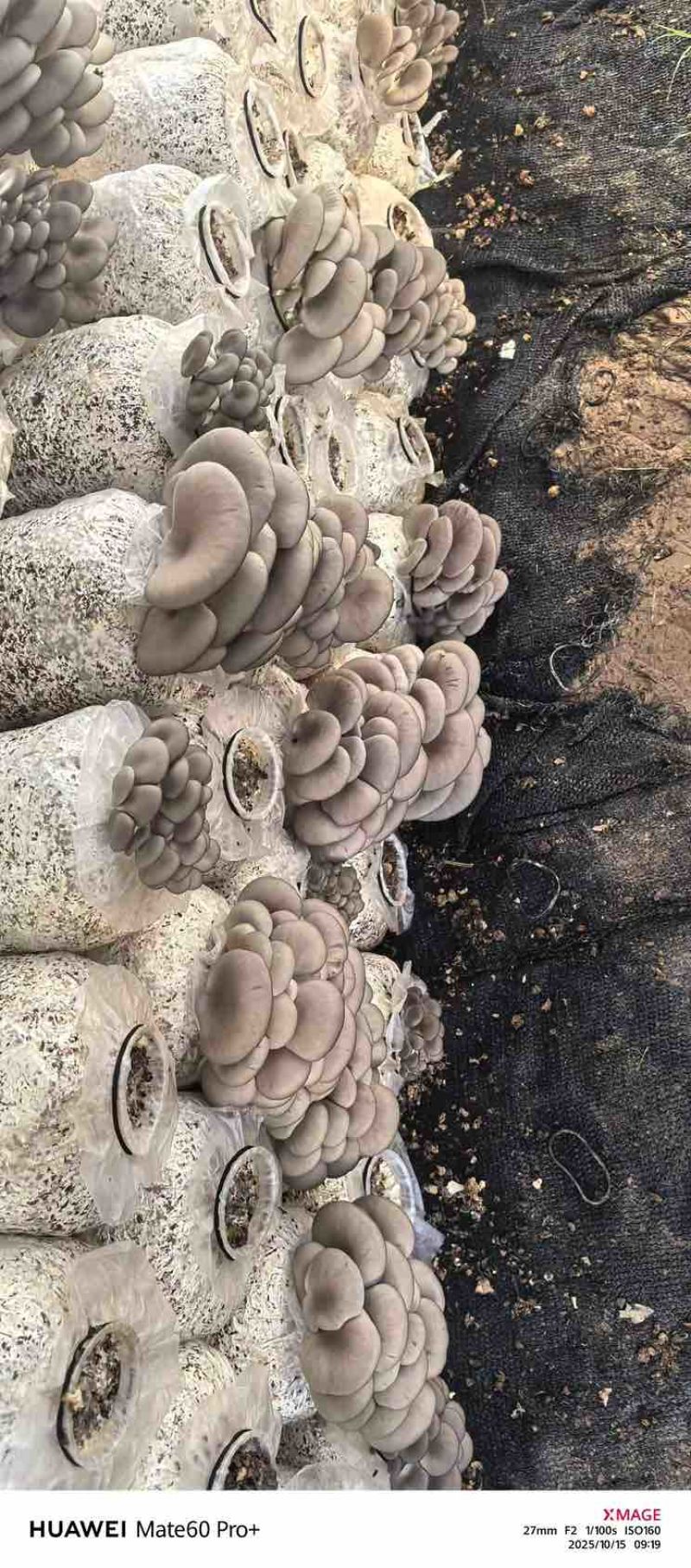 鲜平菇大量采购平菇要货，量大，各种基地合作社可前来沟通