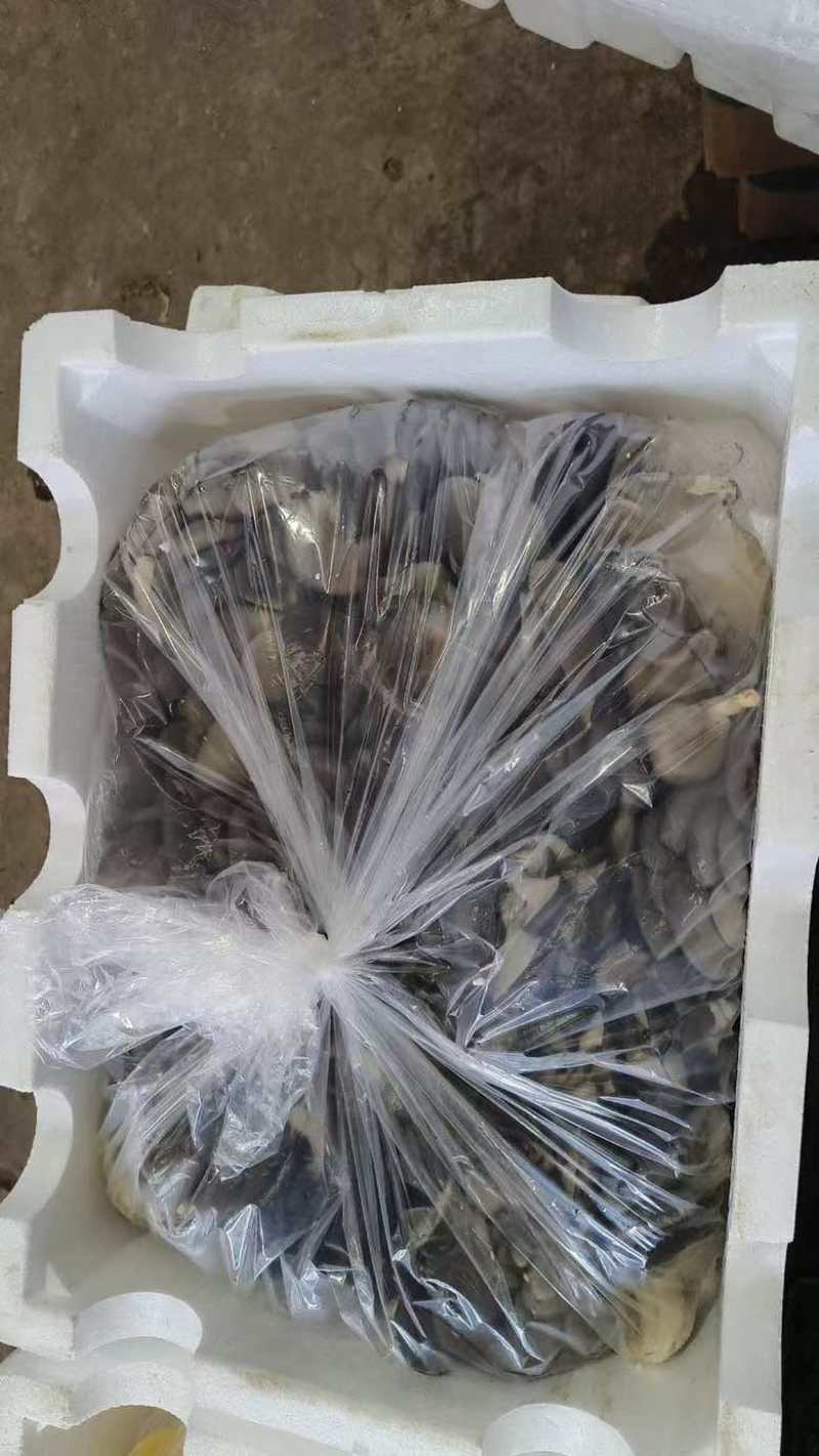 鲜平菇大量采购平菇要货，量大，各种基地合作社可前来沟通