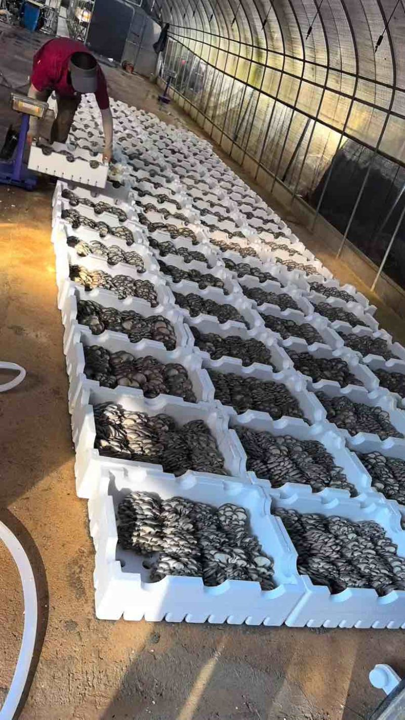 鲜平菇大量采购平菇要货，量大，各种基地合作社可前来沟通