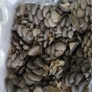 鲜平菇大量采购平菇要货，量大，各种基地合作社可前来沟通