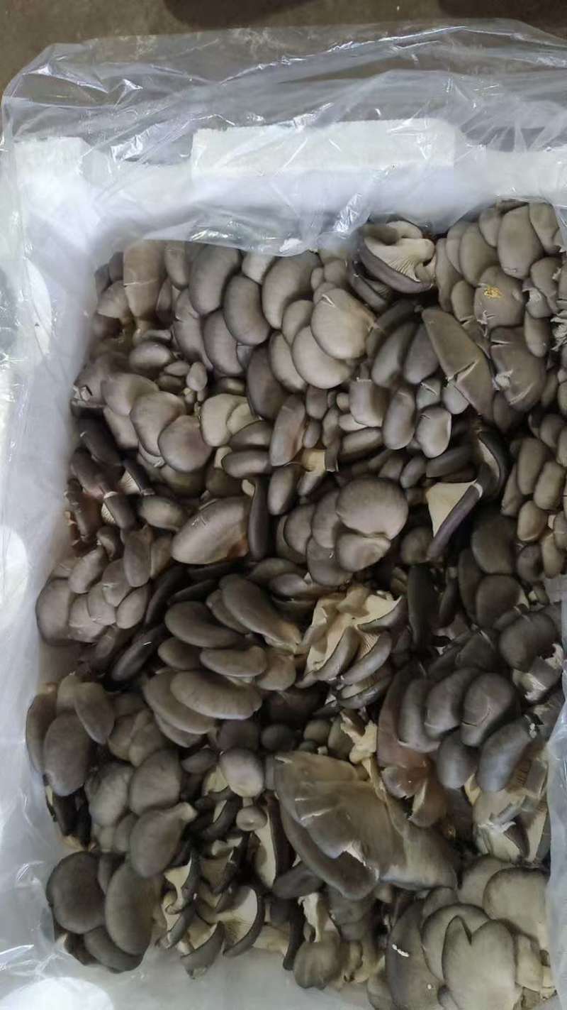鲜平菇大量采购平菇要货，量大，各种基地合作社可前来沟通