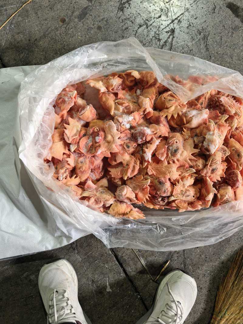 公鸡头