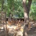 湖北京山林下散养绿壳土鸡蛋