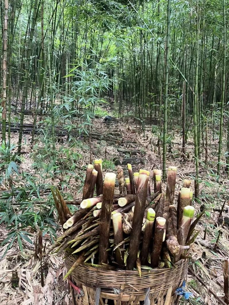 笋子，2斤重的15.8一袋