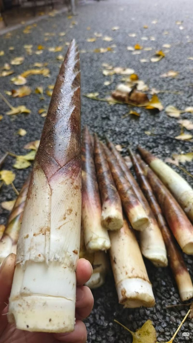 笋子，2斤重的15.8一袋