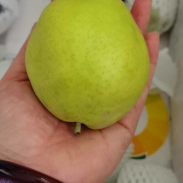 从新疆带回一车特大库尔勒梨