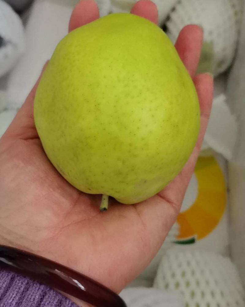 从新疆带回一车特大库尔勒梨
