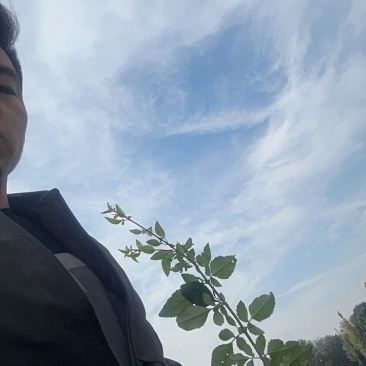 药用连翘苗