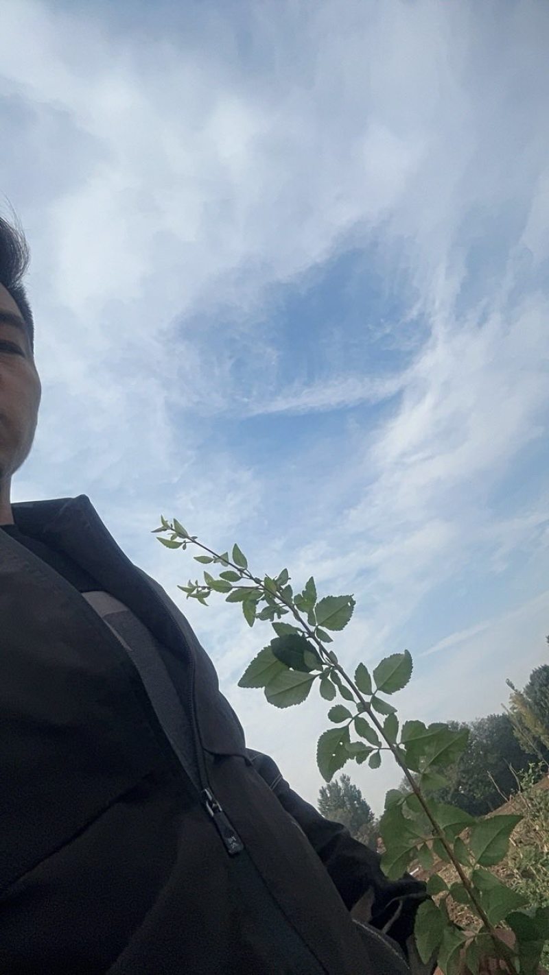 药用连翘苗