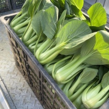 电商、食堂货小油菜