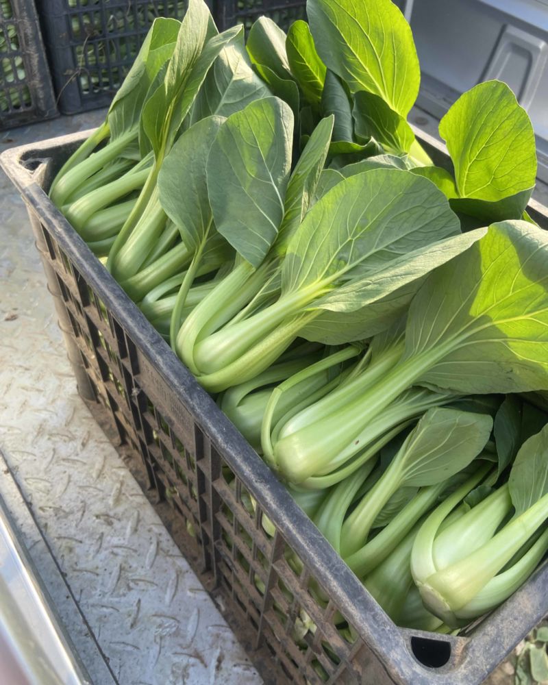 电商、食堂货小油菜