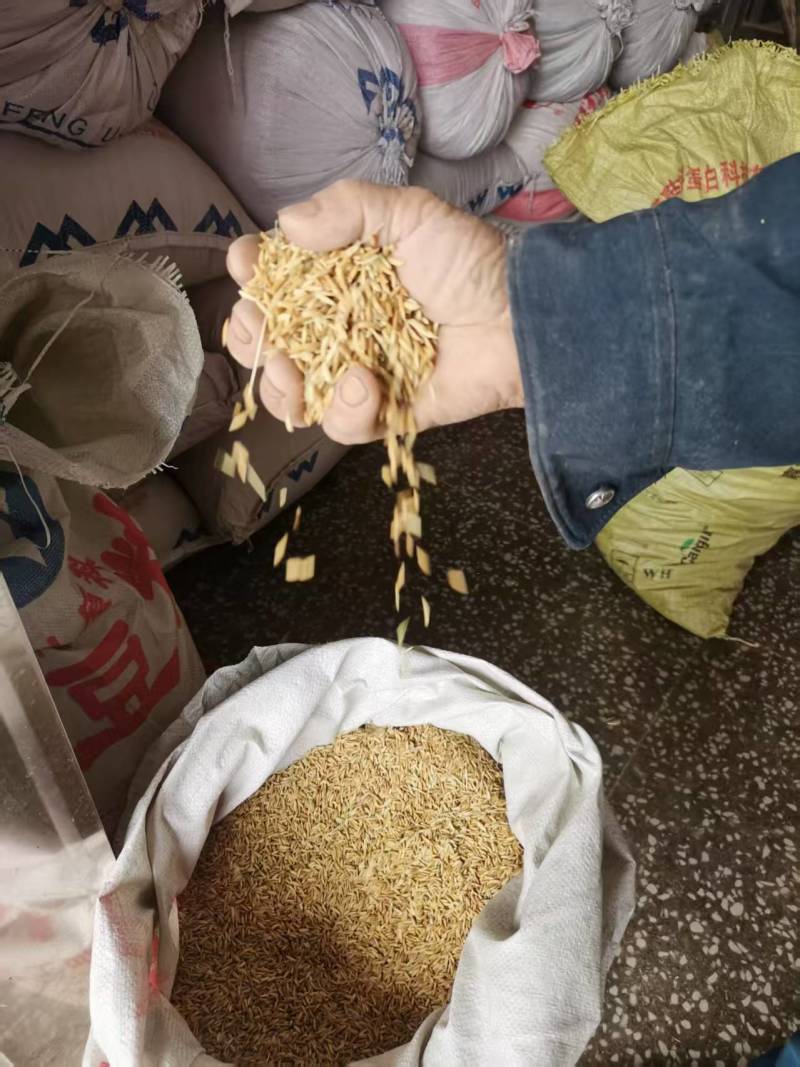 中稻