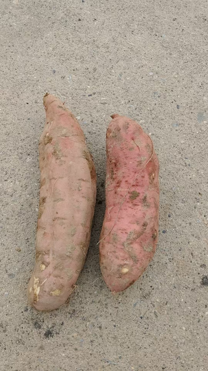 国企背书种植精品红薯，品质有保证，价格可议。